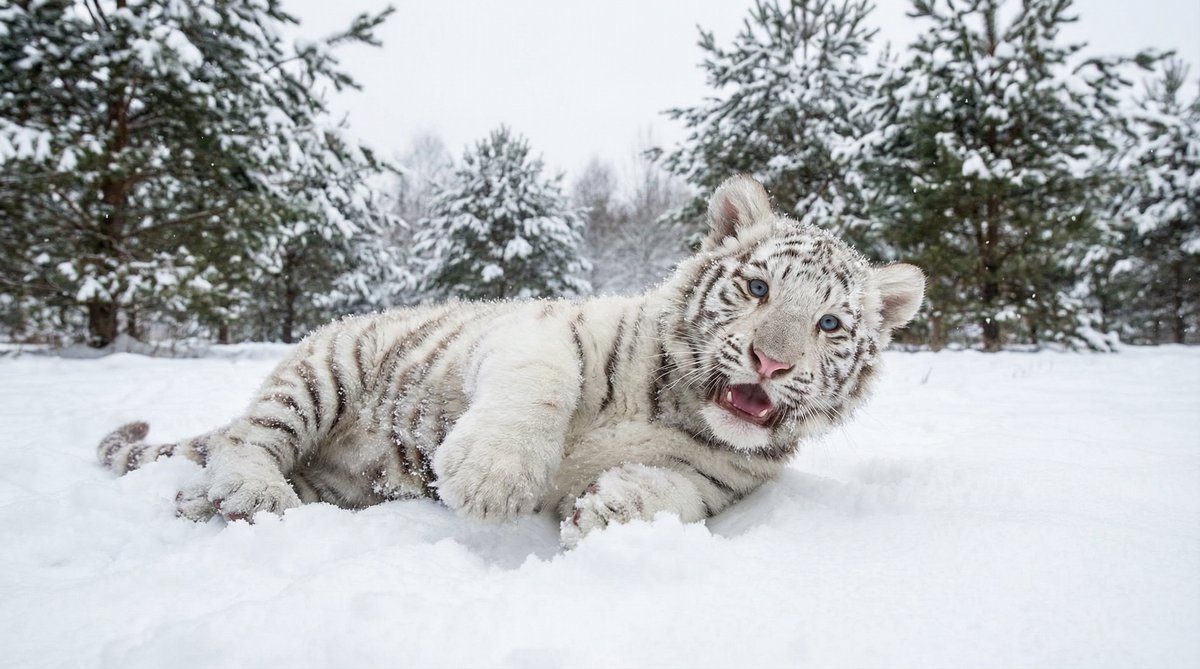 草榴社区动物视频